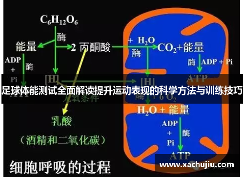 足球体能测试全面解读提升运动表现的科学方法与训练技巧